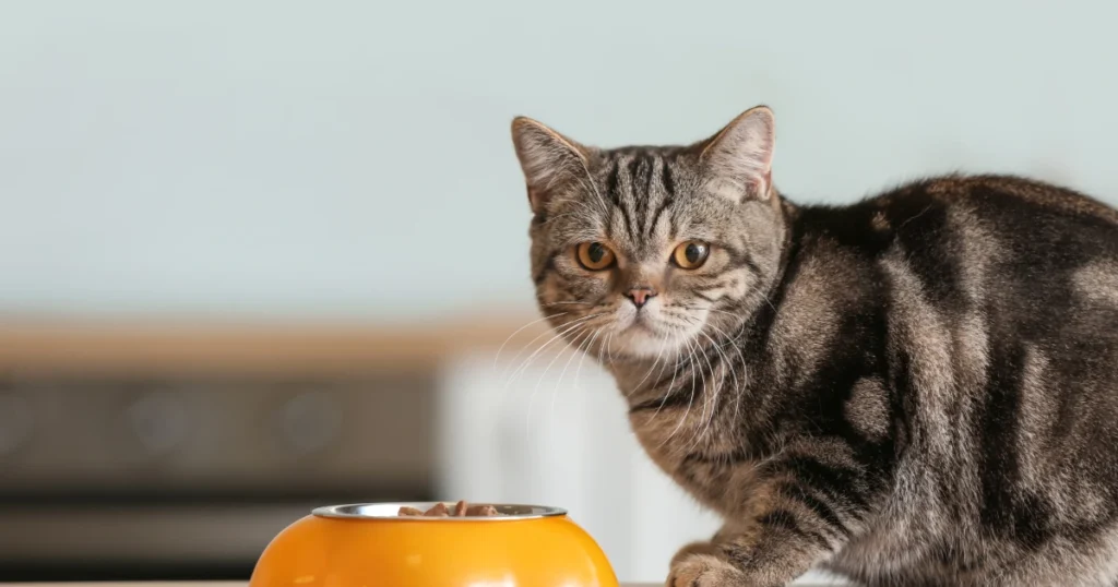 anifit katzenfutter negative erfahrungen