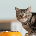 anifit katzenfutter negative erfahrungen