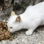 katzenfutter mit 90 fleischanteil