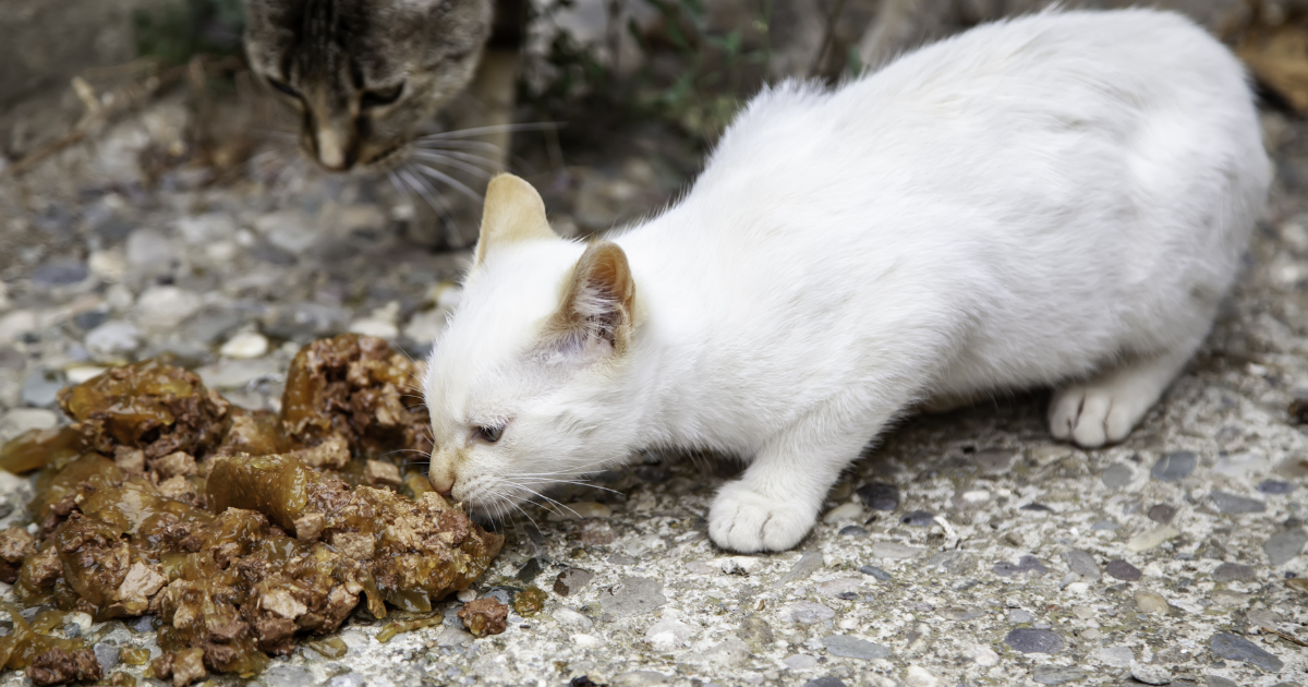 katzenfutter mit 90 fleischanteil