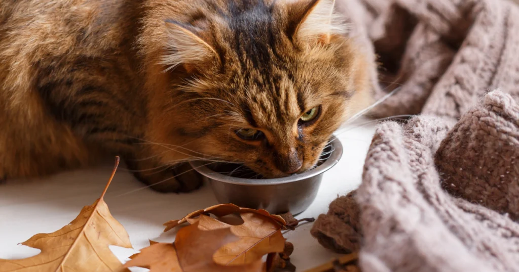 nassfutter für katzen