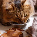 nassfutter für katzen