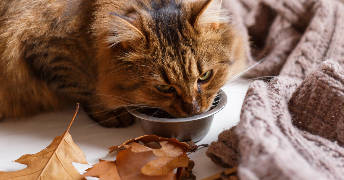 nassfutter für katzen